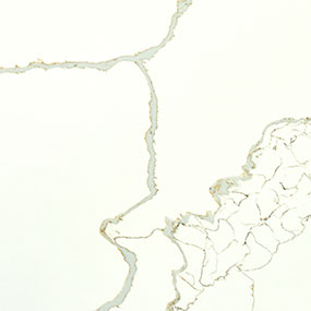 Cracked white paint on a surface, forming abstract patterns with visible layers. The cracks are irregular, creating a textured appearance. The image is predominantly white with hints of beige at the edges of some cracks.